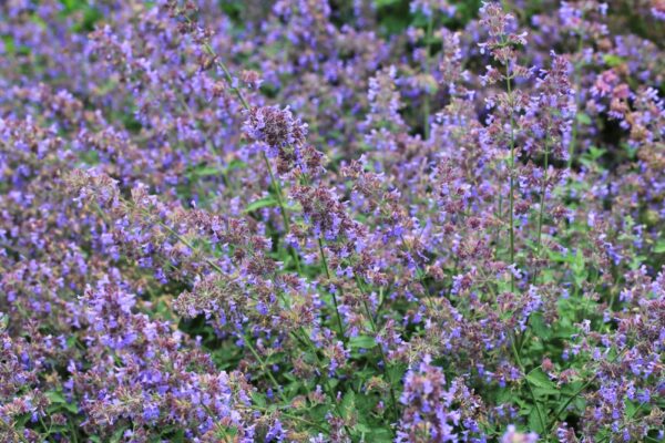 Nepeta Walkers Blue - Image 2