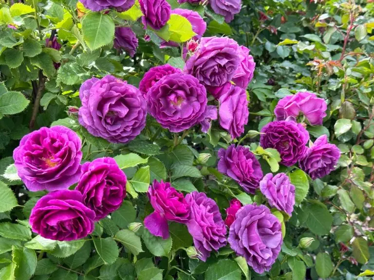 Rose Bush