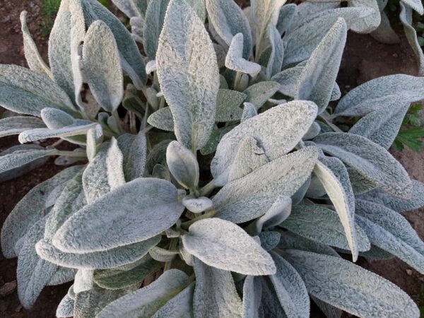 Lambs ears