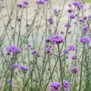 Verbena Bonariensis