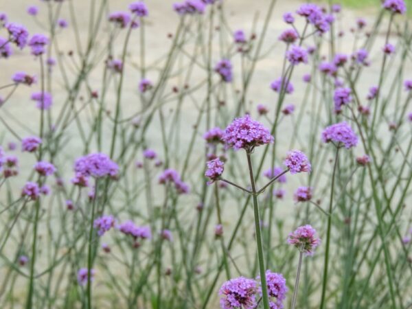 Verbena Bonariensis