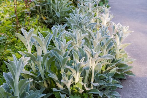 Lambs ears - Image 2