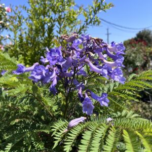 Jacaranda Bonsai Blue