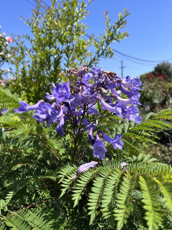 Jacaranda Bonsai Blue