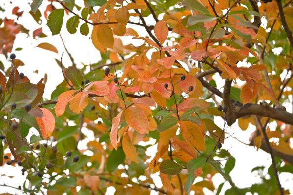 Crepe Mrytle - Image 3