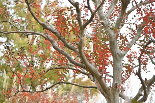 Crepe Mrytle - Image 2