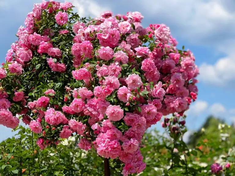 Rose standand