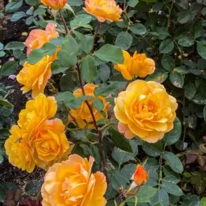 Rose Bush