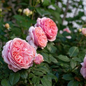 Rose Bush New Release