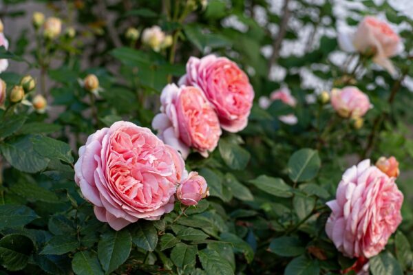 Rose Bush New Release