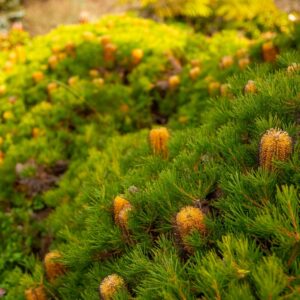 Banksia Honey Eater Delight