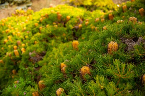 Banksia Honey Eater Delight