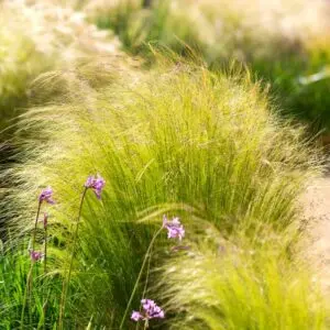 Grasses and Strappy Plants