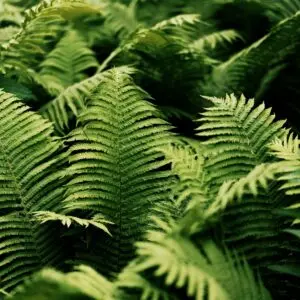 Ferns