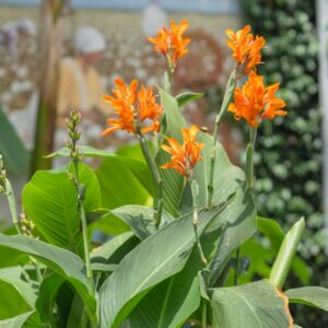 Canna Lily