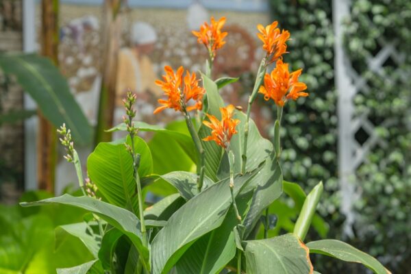 Canna Lily