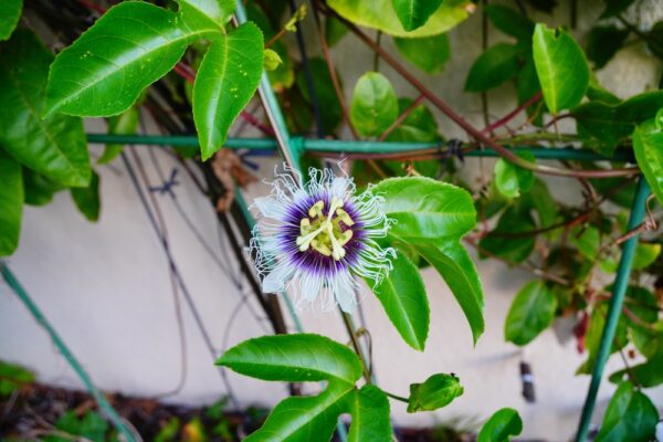 Black Passionfruit - Image 2