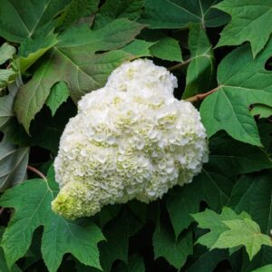 oak-leaf hydrangea