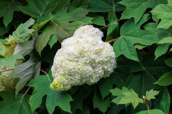 oak-leaf hydrangea