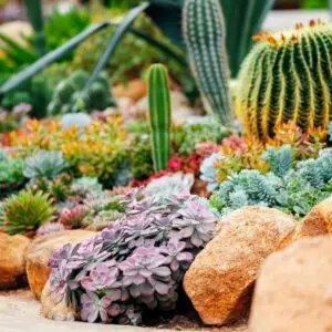 Succulents and Cacti