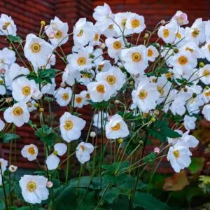 Fantasy Rapunzel Japanese Windflower