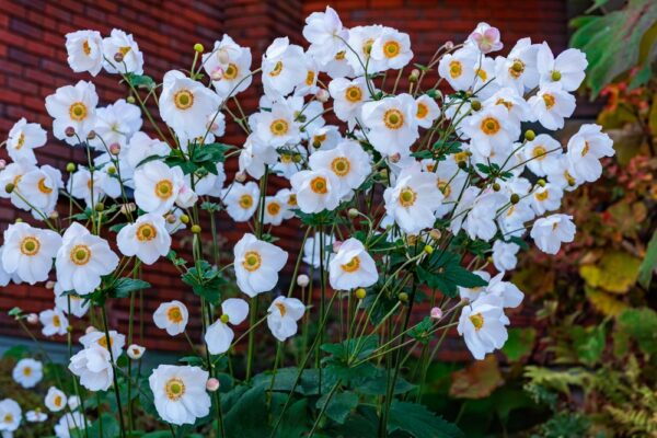 Fantasy Rapunzel Japanese Windflower
