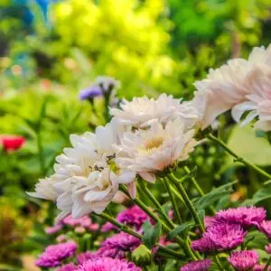 Annuals and Seasonals