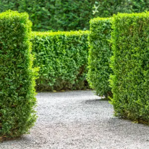 Hedging Plants