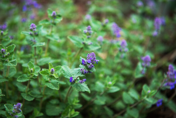 Nepeta Walkers Blue
