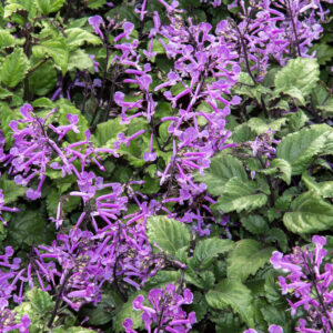 Plectranthus Mona Lavender