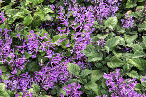 Plectranthus Mona Lavender