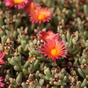 Pigface