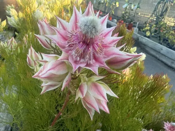 Serruria Pretty N Pink - Image 2