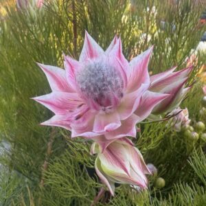 Serruria Pretty N Pink - 14 cm