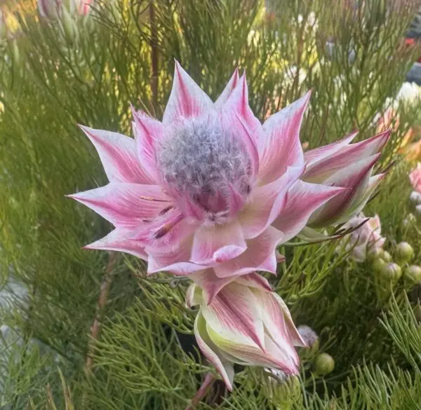 Serruria Pretty N Pink
