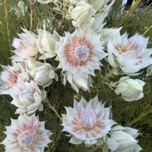 Serruria Blushing Bride - 14 cm