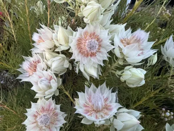 Serruria Blushing Bride