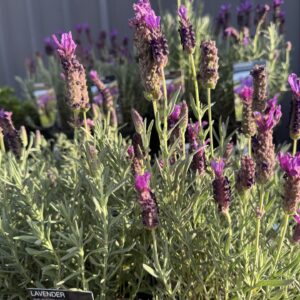 Lavender Javelin