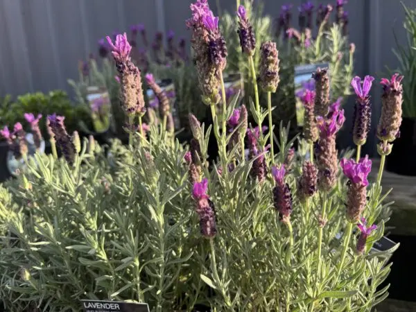Lavender Javelin