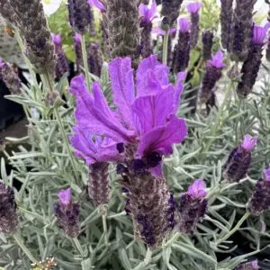 Lavender Javelin