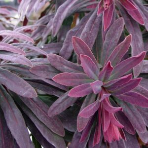Euphorbia Ruby Glow - 17 cm