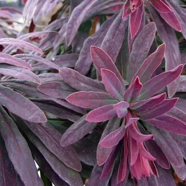 Euphorbia Ruby Glow