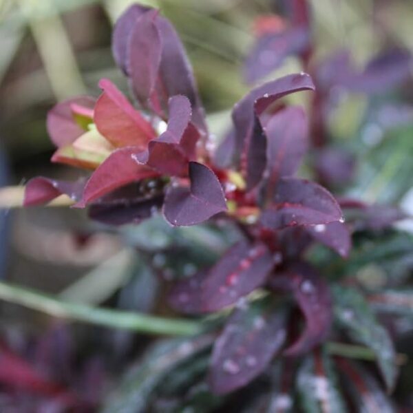 Euphorbia Ruby Glow - Image 3