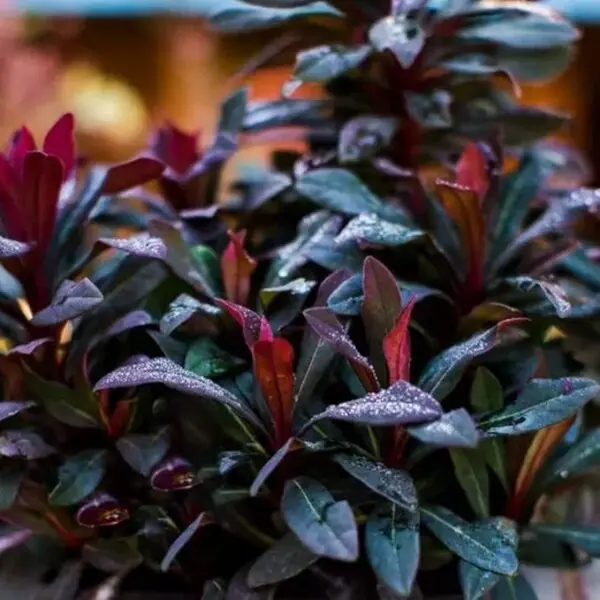 Euphorbia Ruby Glow - Image 2