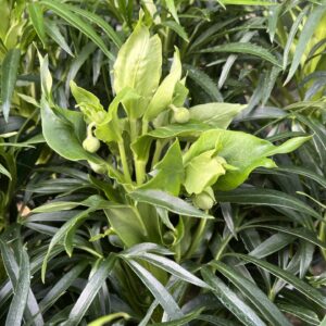 Helleborus Foetidus - 17 cm