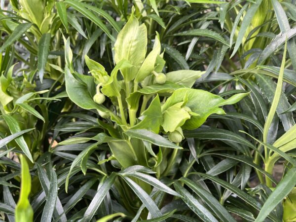 Helleborus Foetidus