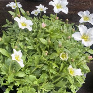 Saxifraga White - 14 cm