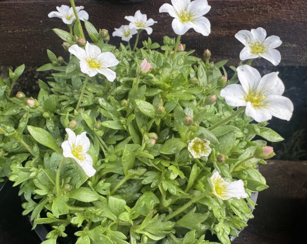 Saxifraga White