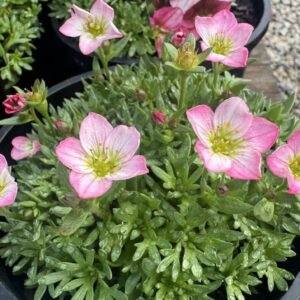 Saxifraga Pink - 14 cm