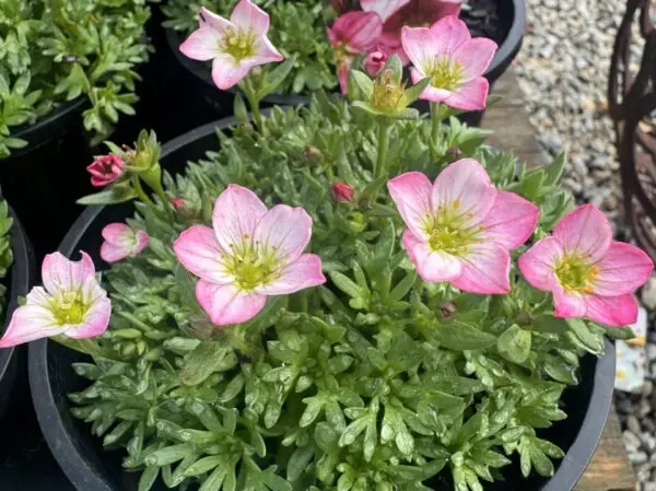 Saxifraga Pink